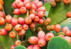 colores de los alimentos en comida